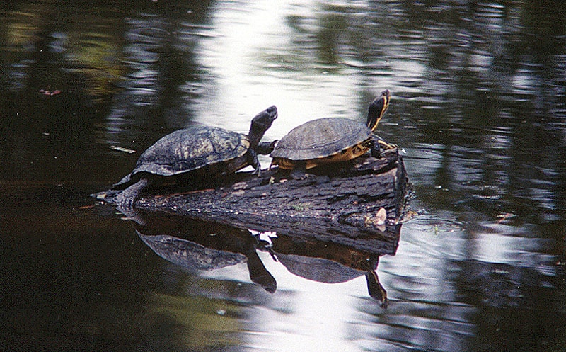 Carolina Turtles — photography by Jay Keenan