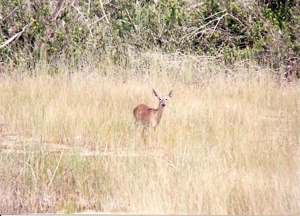 Fawn in the Everglades — photography by Jay Keenan