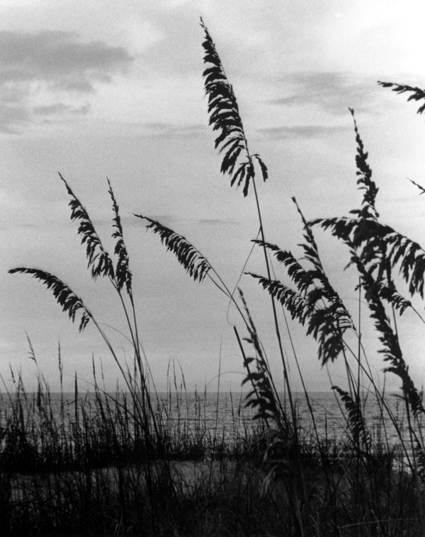 Florida Sea Oats — photography by Jay Keenan