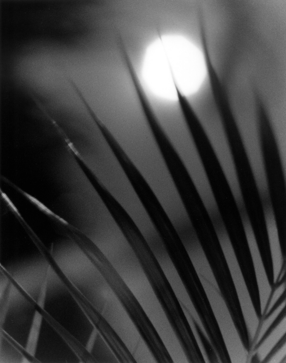 Moonlight on Marco — photography by Jay Keenan