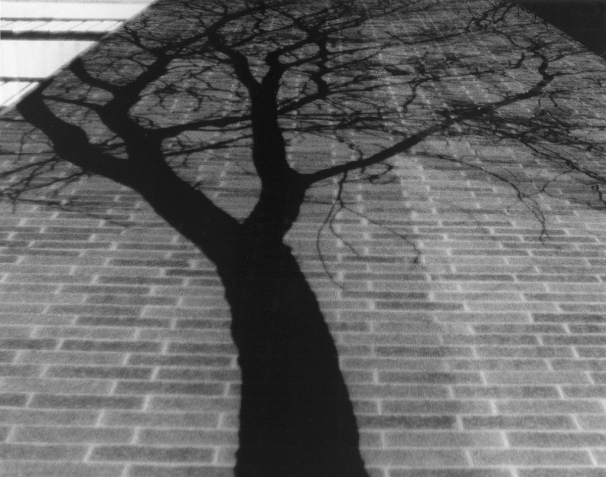 Shadow of a Tree in Royal Oak — photography by Jay Keenan