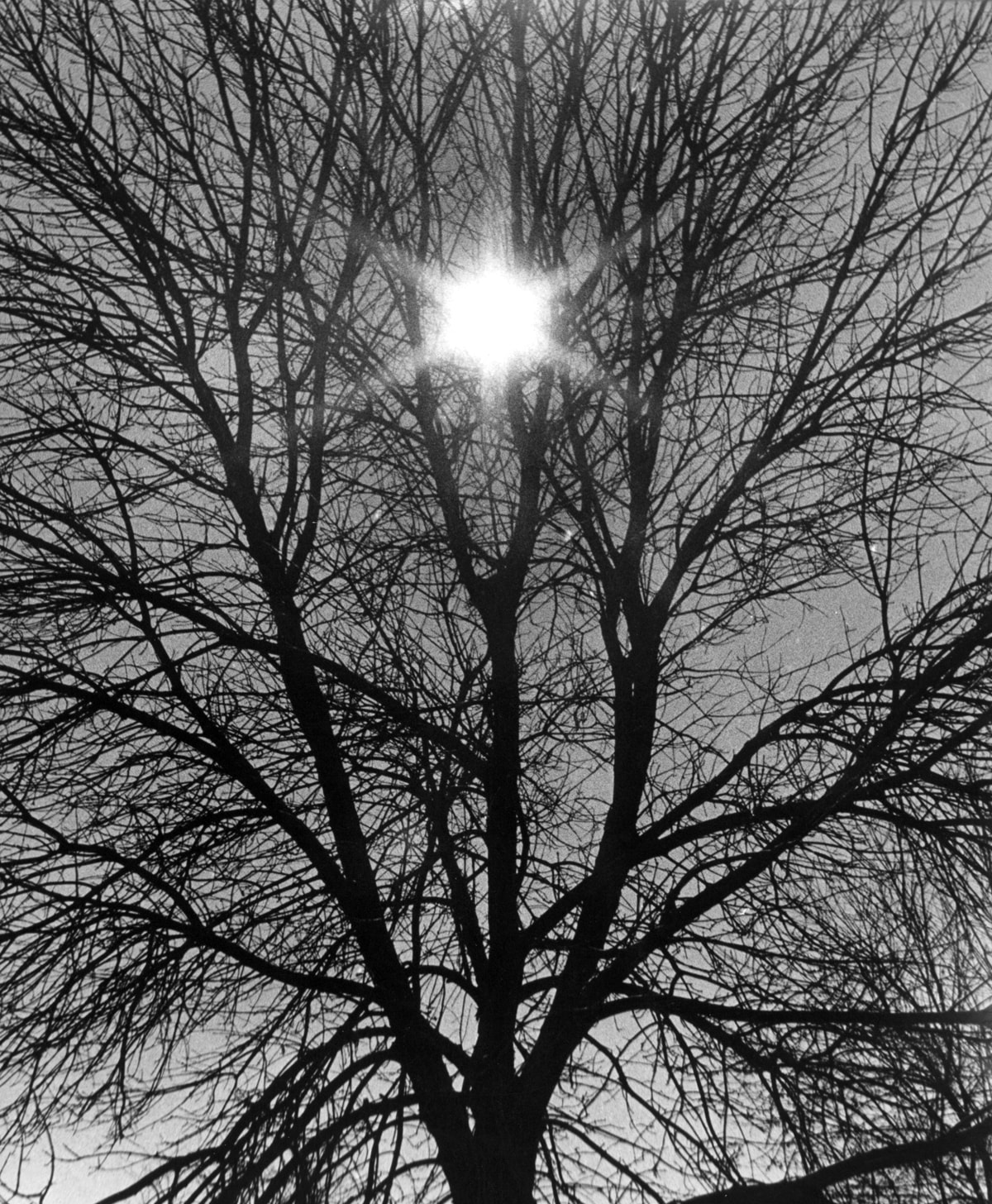 Six Pointed Star in the Tree — photography by Jay Keenan