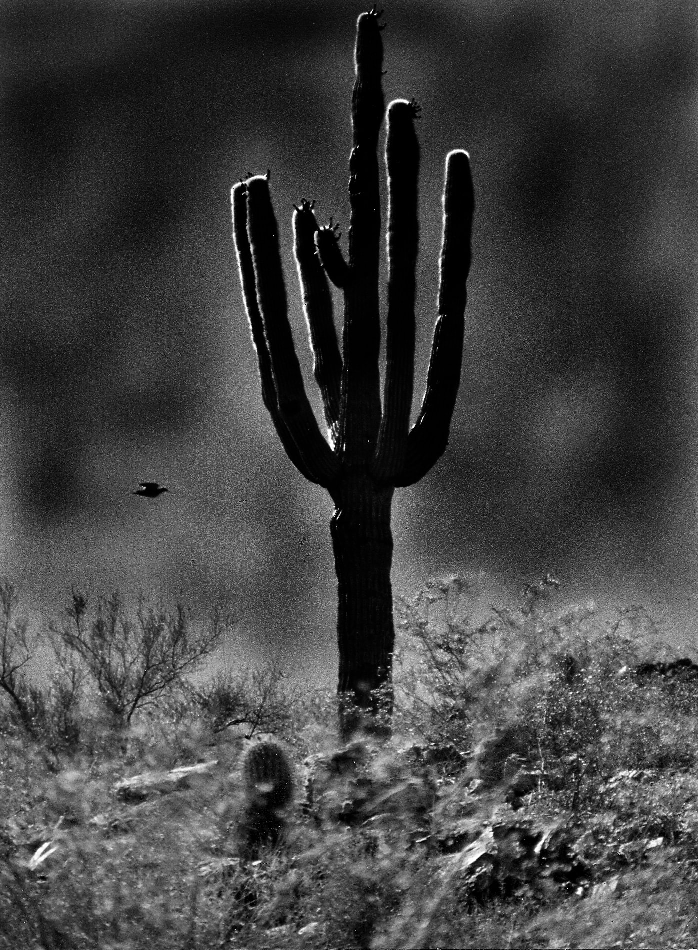 The Old Cactus — photography by Jay Keenan