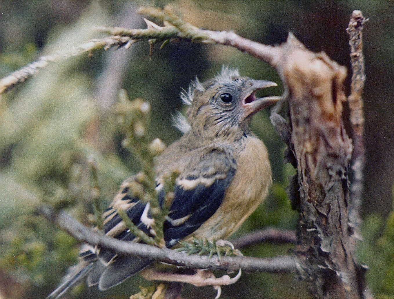 The Young Robin — photography by Jay Keenan